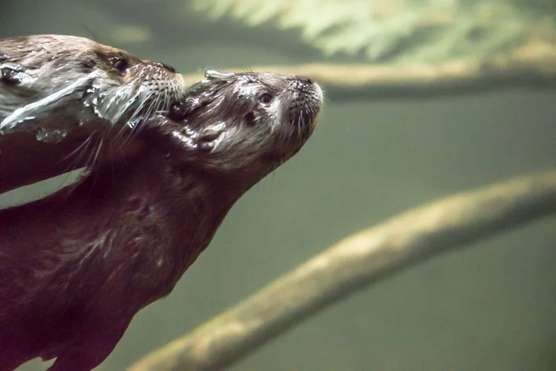 Underwater Shot of an Otter Pup's Swimming Lesson