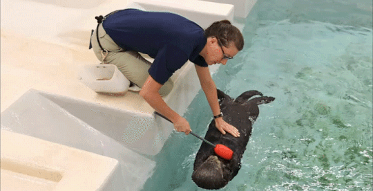 Sea Otter GIFs! 2