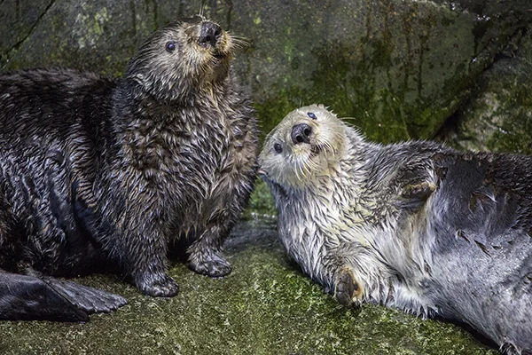 Sea Otters Are Good at Looking Cuddly 1