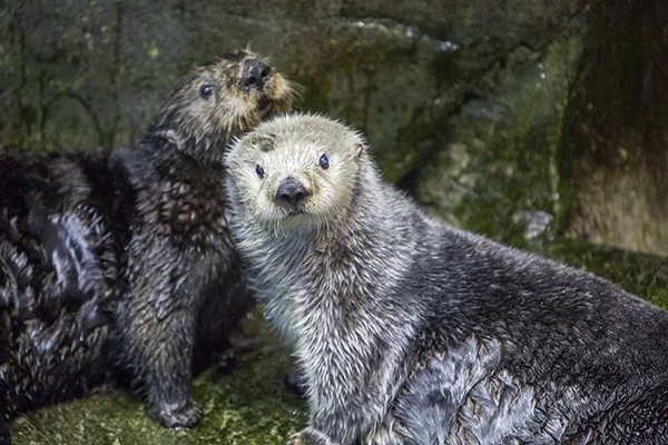 Sea Otters Are Good at Looking Cuddly 2
