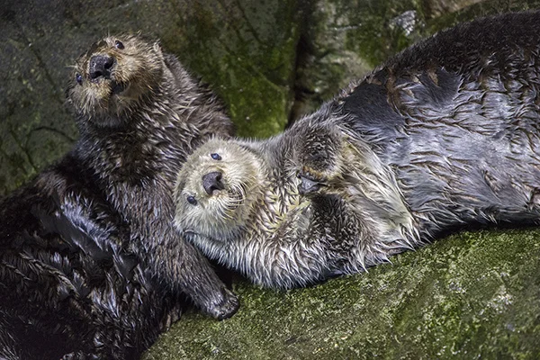 Sea Otters Are Good at Looking Cuddly 3