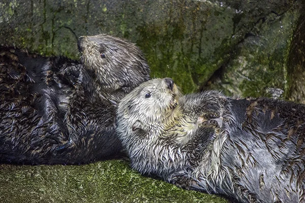 Sea Otters Are Good at Looking Cuddly 4