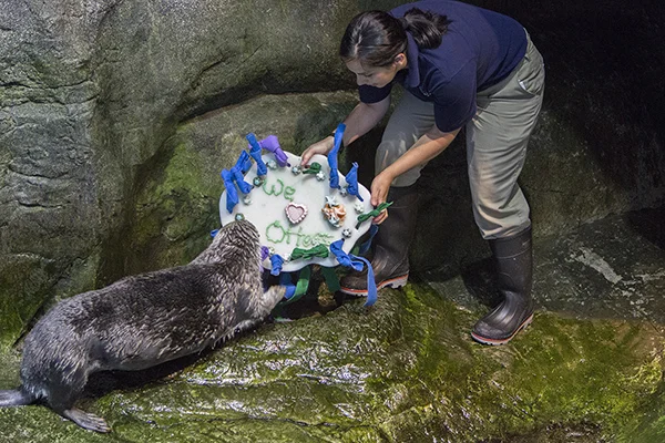 Sea Otters at Shedd Aquarium Celebrate Sea Otter Awareness Week with Tasty, Icy Treats 1