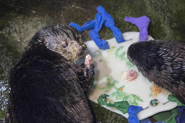 Sea Otters at Shedd Aquarium Celebrate Sea Otter Awareness Week with Tasty, Icy Treats 2
