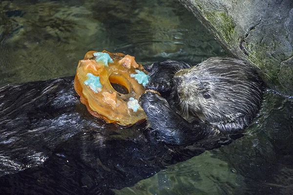 Sea Otters at Shedd Aquarium Celebrate Sea Otter Awareness Week with Tasty, Icy Treats 4