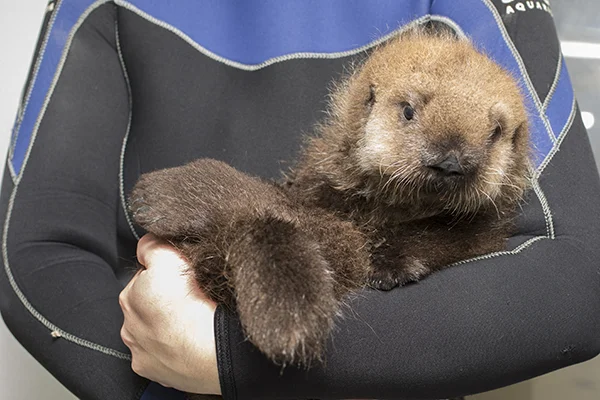 Cuddles for Sea Otter Pup 681 2