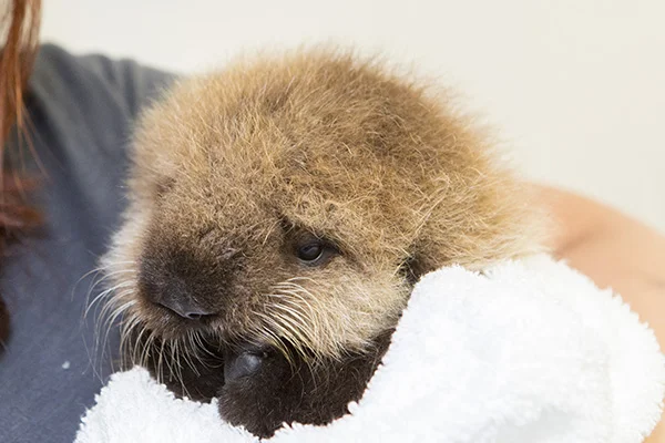 Orphaned Sea Otter Pup 681's First Night with Her Caretaker Humans at Shedd Aquarium 12