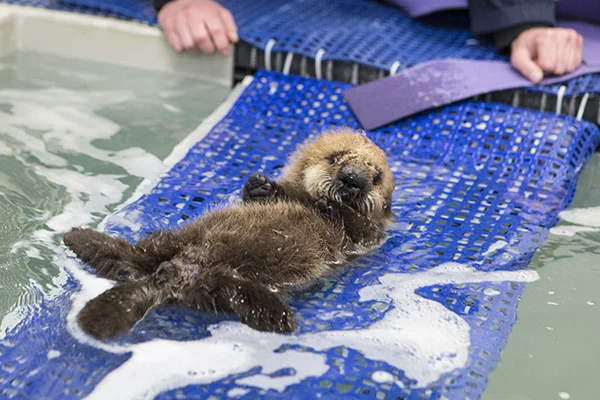Orphaned Sea Otter Pup 681's First Night with Her Caretaker Humans at Shedd Aquarium 2