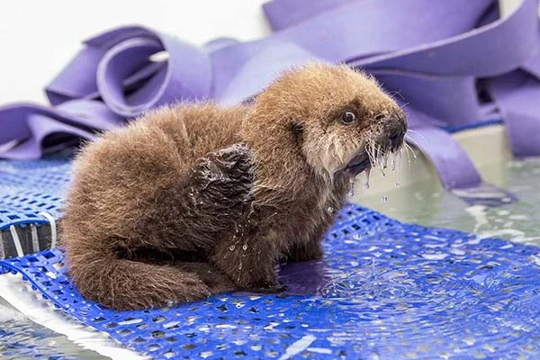 Orphaned Sea Otter Pup 681's First Night with Her Caretaker Humans at Shedd Aquarium 3