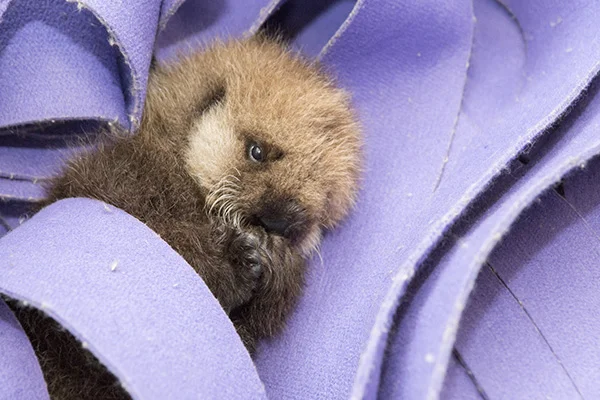 Orphaned Sea Otter Pup 681's First Night with Her Caretaker Humans at Shedd Aquarium 4