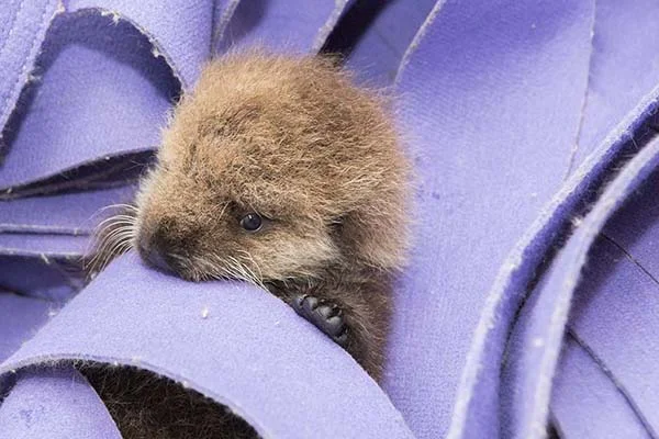 Orphaned Sea Otter Pup 681's First Night with Her Caretaker Humans at Shedd Aquarium 5