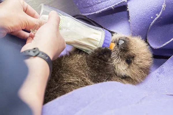 Orphaned Sea Otter Pup 681's First Night with Her Caretaker Humans at Shedd Aquarium 7