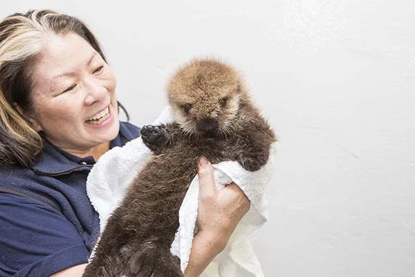 Orphaned Sea Otter Pup 681's First Night with Her Caretaker Humans at Shedd Aquarium 9