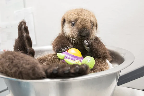 Sea Otter Pup 681 Is Weighed with Her Toys 10