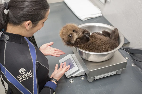 Sea Otter Pup 681 Is Weighed with Her Toys 16