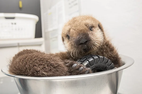 Sea Otter Pup 681 Is Weighed with Her Toys 4