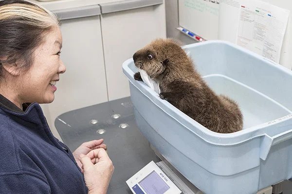 Sea Otter Pup 681 Gets Weighed and Goes for a Swim 1