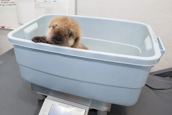 Sea Otter Pup 681 Gets Weighed and Goes for a Swim 3