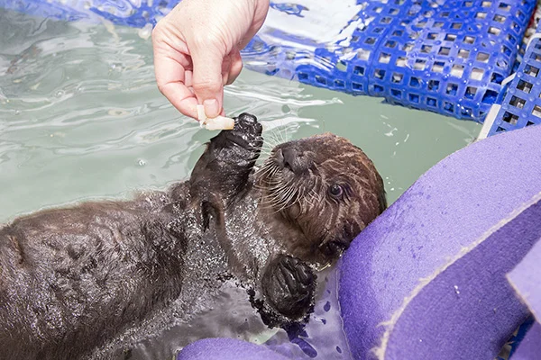 Sea Otter Pup 681 Gets Weighed and Goes for a Swim 6