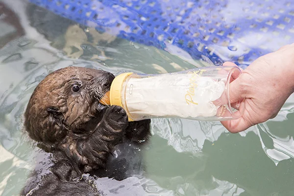 Sea Otter Pup 681 Gets Weighed and Goes for a Swim 7