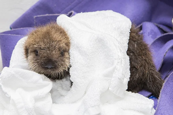Sea Otter Pup 681 Has Some Towel Time and Plays with Her Toys 1