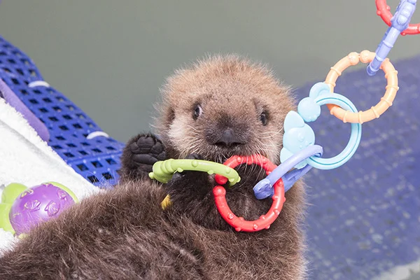 Sea Otter Pup 681 Has Some Towel Time and Plays with Her Toys 5