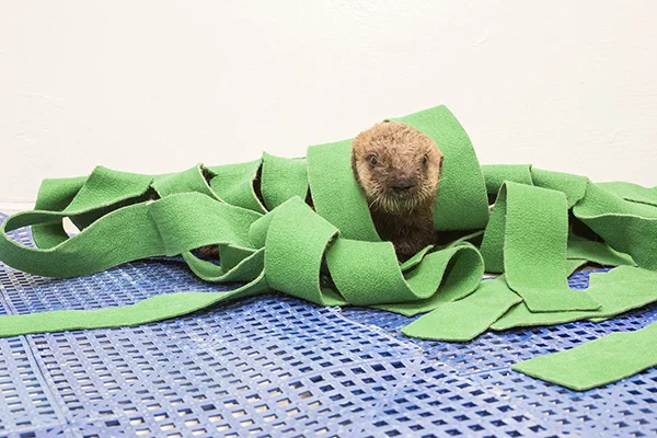 Sea Otter Pup's 681 New Name is Luna!