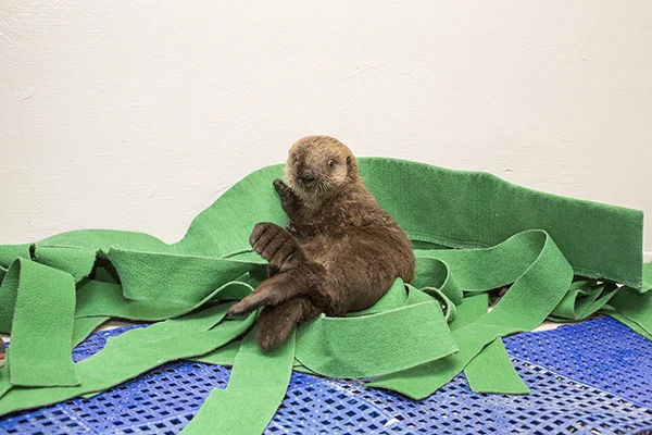 Sea Otter Pup's 681 New Name is Luna! 4
