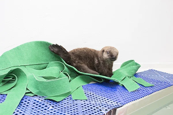 Sea Otter Pup's 681 New Name is Luna! 5