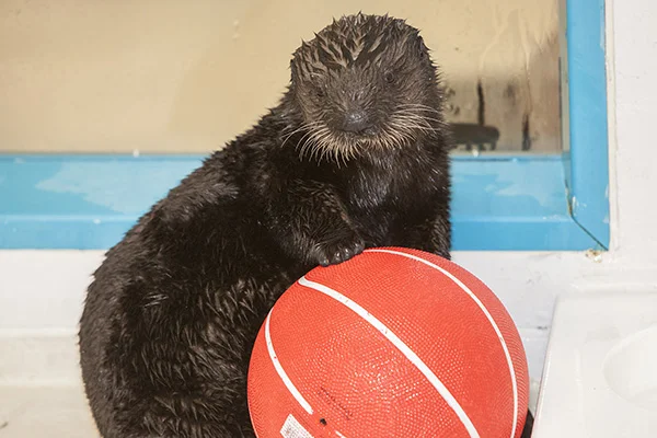 Sea Otter Pup Luna Has a Basketball 4