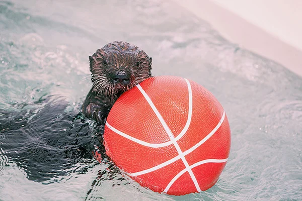 Sea Otter Pup Luna Has a Basketball 5