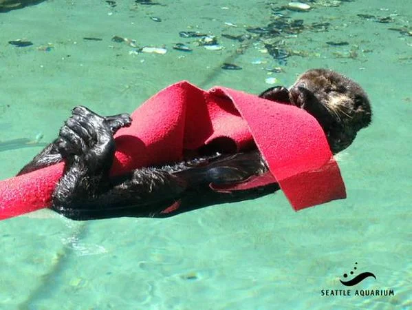 Sea Otter Pup Mishka Curl Up with Faux Kelp