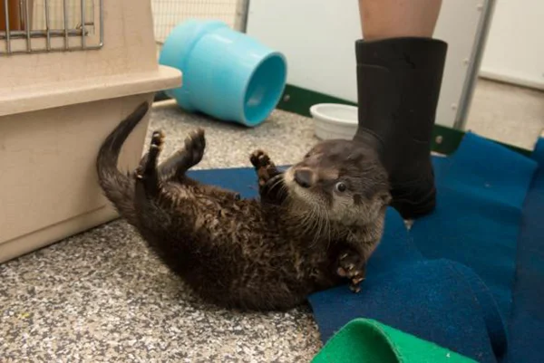 Help Name the Oregon Zoo's Rescued Otter Pup!