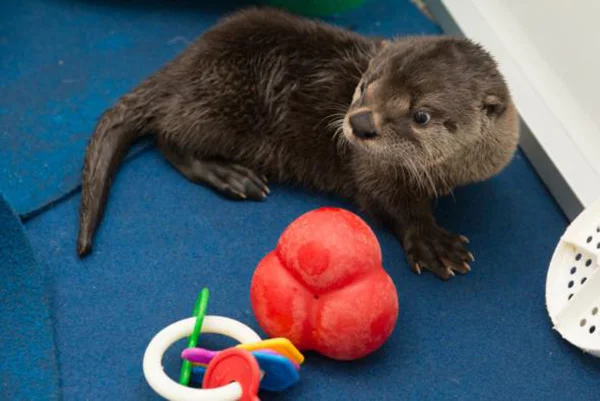 The Oregon Zoo's Rescued Otter Pup Has a New Name! 2