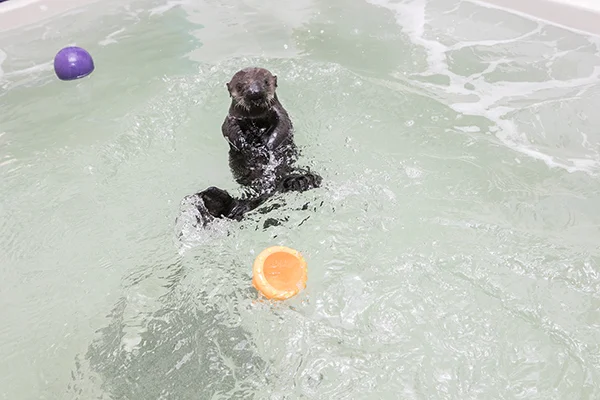 Sea Otter Pup 719 Finds a New Home at Shedd Aquarium! 2