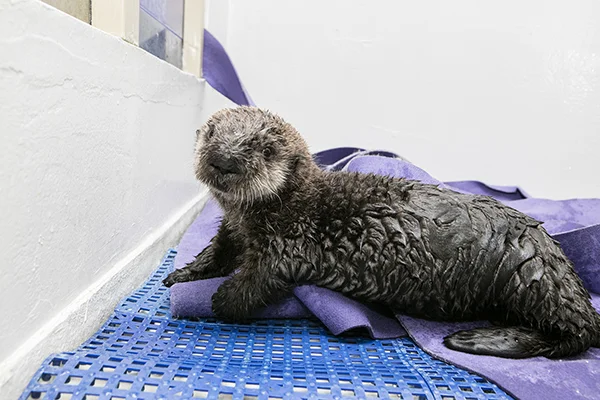 Sea Otter Pup 719 Is Already a Pro at Poolside Posing 1