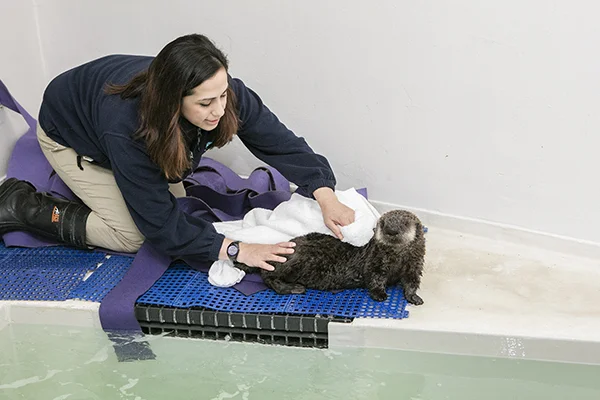 Sea Otter Pup 719 Is Already a Pro at Poolside Posing 3