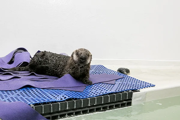 Sea Otter Pup 719 Is Already a Pro at Poolside Posing 4