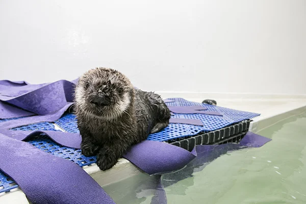 Sea Otter Pup 719 Is Already a Pro at Poolside Posing 5