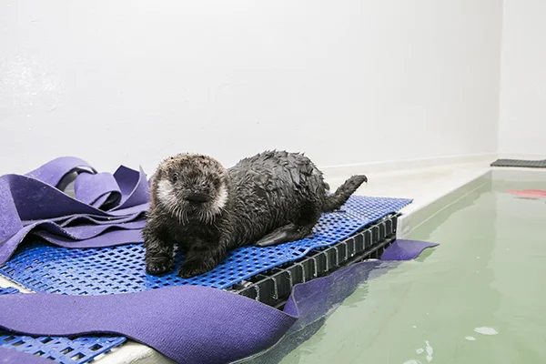 Sea Otter Pup 719 Is Already a Pro at Poolside Posing 6