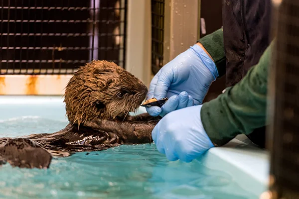 Sea Otter Pup 719 Is Hand-Fed a Snack 2