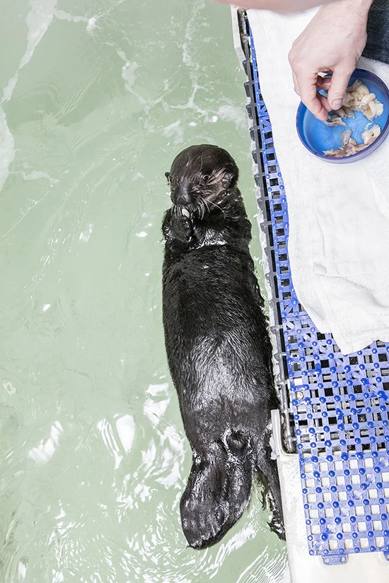 Sea Otter Pup 719 Practices Receiving and Nomming Treats 2