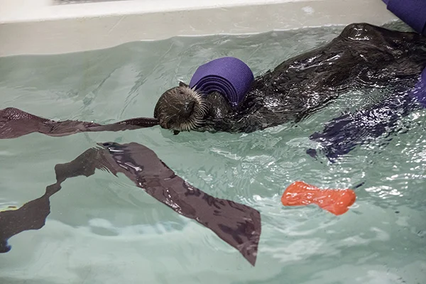 Pup 719 Is Right at Home with Her Faux Kelp 4