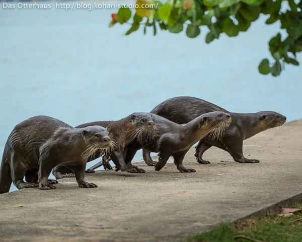Reservoir Otters