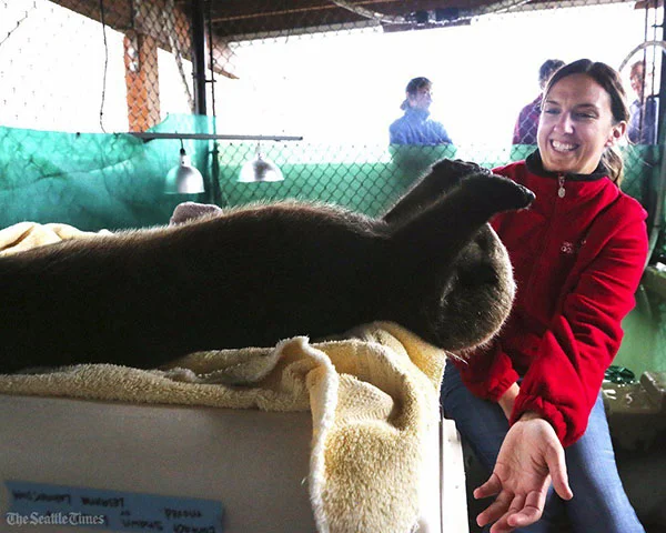 Sea Otter Rialto Has a Biiig Stretch