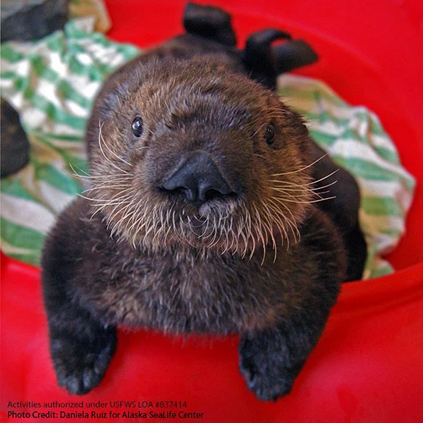 Vancouver Aquarium Has Taken in Another Two Sea Otter Pups! 2