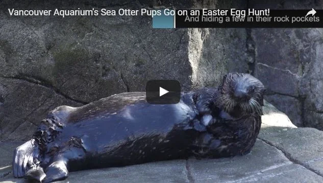 Video: Vancouver Aquarium's Sea Otter Pups Go on an Easter Egg Hunt!