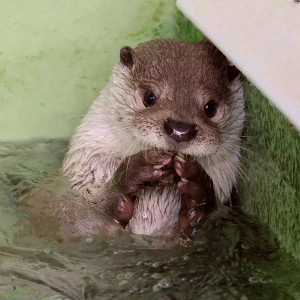 Otter Is Up to Something