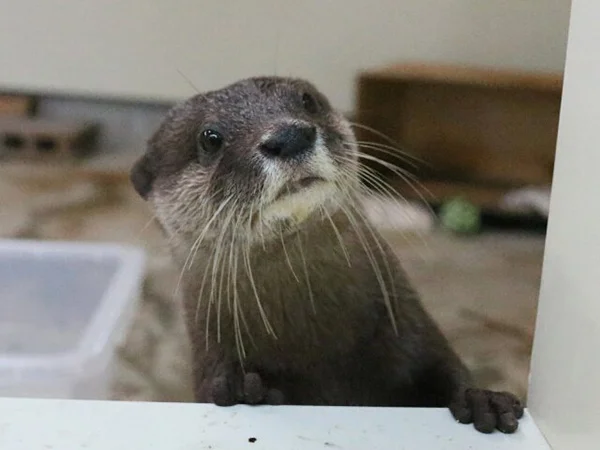 What Do You Mean You've Run Out of Treats?