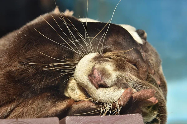 Otter Is NOT Ready to Get Up and Face the Day